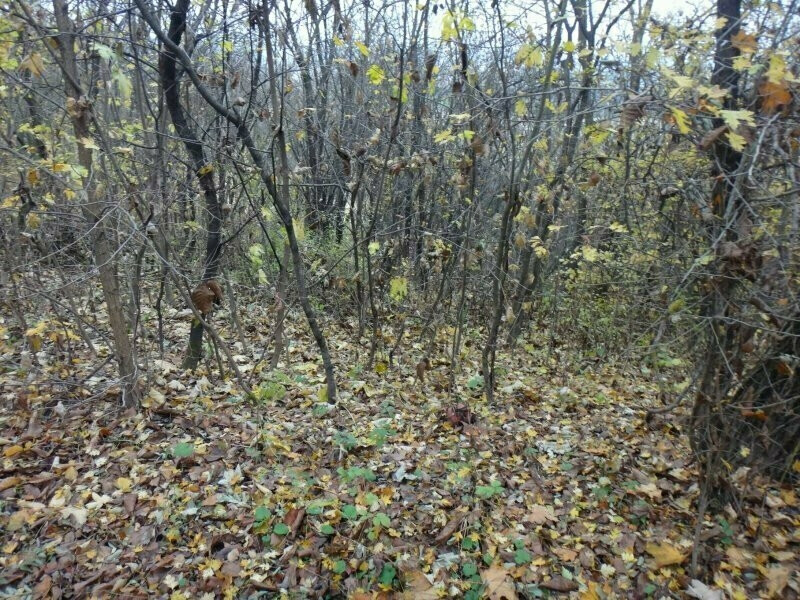 Pozemek v k.ú. Hrušky u Brna, okr. Vyškov Exekutorský úřad Přerov