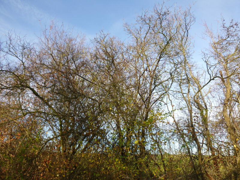 Podíl na pozemcích v k.ú. Strážnice na Moravě, okr. Hodonín