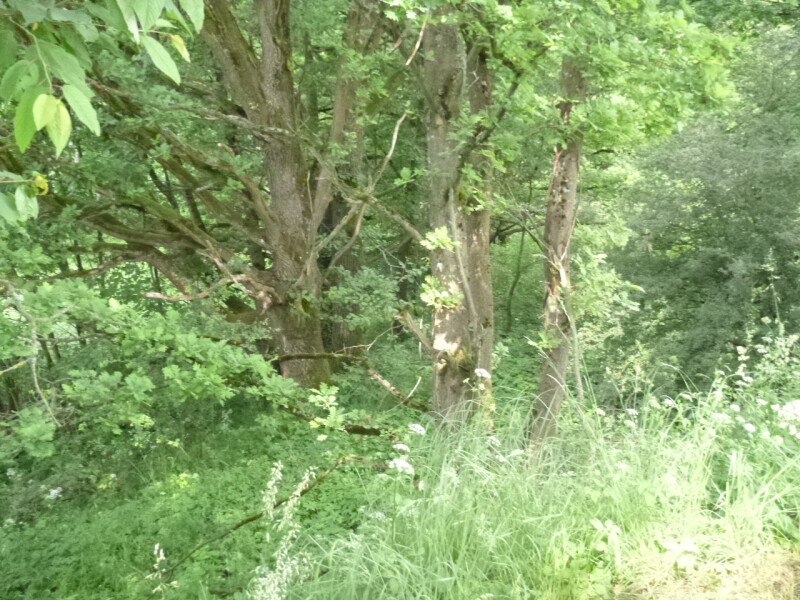 Pozemek v k.ú. Dubnice pod Ralskem, okres Česká Lípa